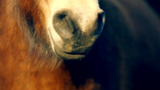 Closeup sunlit wild exmoor pony horse have rest standing in the middle of pasture in late autumn nature habitat in Milovice, Czech republic. Protected animals considered as horse ancestor