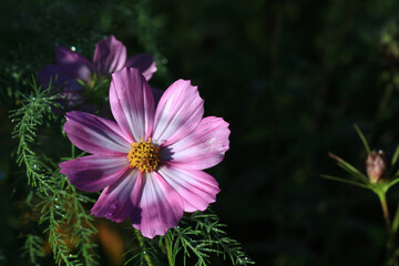 purple and white flower in early morning light