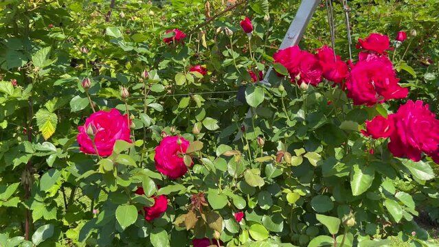 A bush of red roses on a summer day