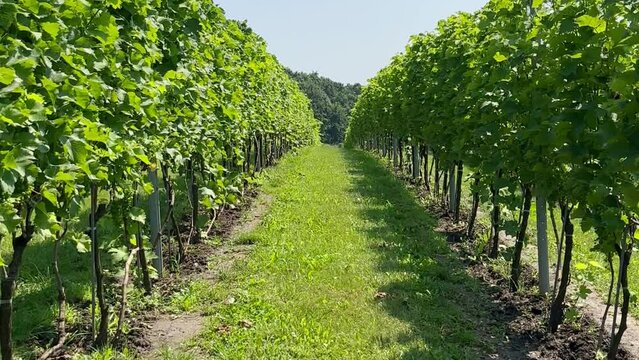 A walk between rows of vineyards