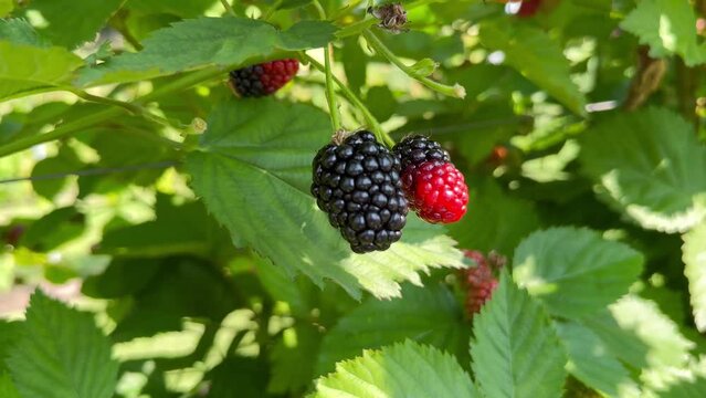 Black blackberry berries