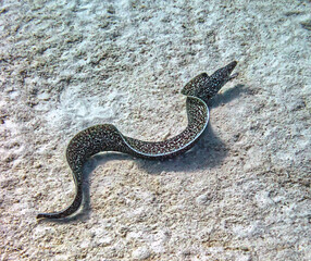 Spotted moray ,Gymnothorax moringa