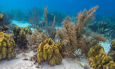 Caribbean coral garden