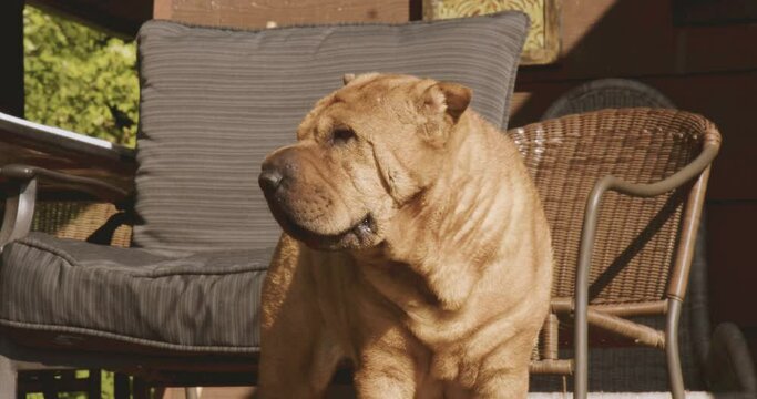 Sharpei Relaxing On The Deck In Sun At Cottage