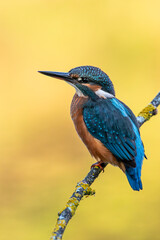 Kingfisher on a branch with warm and background