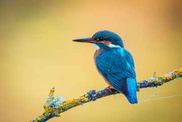 Kingfisher on a branch with warm and background