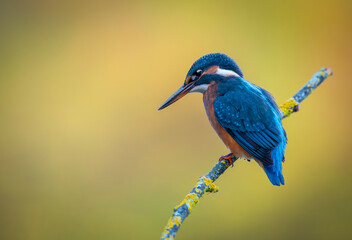 Kingfisher on a branch with warm and background