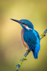 Kingfisher on a branch with warm and background