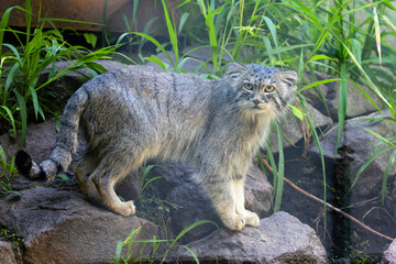 Manul stepowy, manul (Otocolobus manul) © Grzegorz