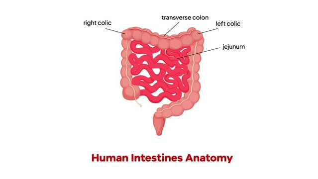 Human Intestines Anatomy Organ Animation