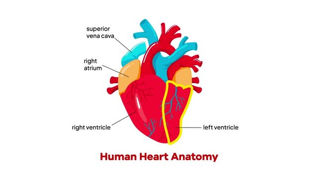 Human Heart Anatomy Organ Animation