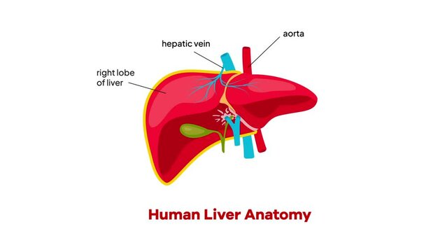Human Liver Anatomy Organ Animation