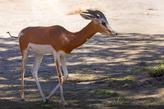 Gazelka płocha,  mhor (Nanger dama)