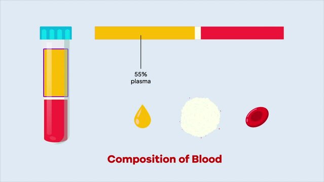 Composition of Blood Animation 2