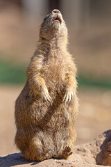 piesek preriowy, nieświszczuk (Cynomys ludovicianus) © Grzegorz