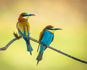 Foto op Aluminium Pair of bee-eaters on their courtship branch in full rutting season © fsanchex