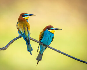 Pair of bee-eaters on their courtship branch in full rutting season