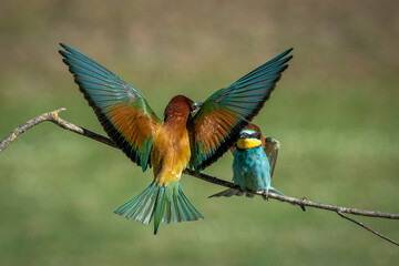 Obraz premium Pair of bee-eaters on their courtship branch in full rutting season
