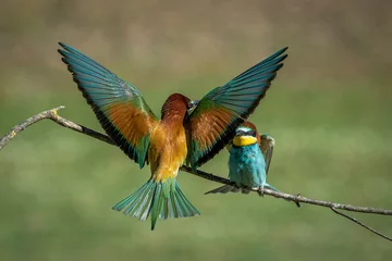 Poster Pair of bee-eaters on their courtship branch in full rutting season © fsanchex