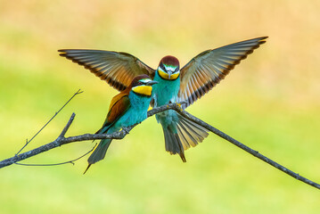 Pair of bee-eaters on their courtship branch in full rutting season
