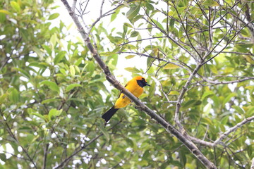 The golden monarch (Carterornis chrysomela kordensis) is a species of passerine bird in the family Monarchidae found in New Guinea. This photo was taken in Biak island.