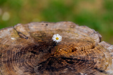 Flower on dry tree. A lonely daisy among in crack of old stump. Autumn in the park.