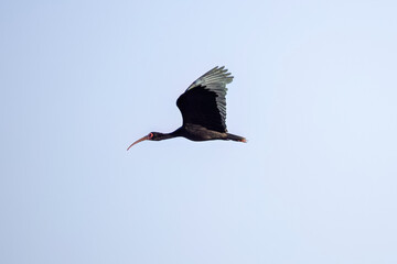 Animal Bare faced Ibis in fly