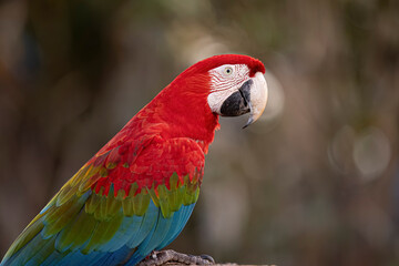 Adult Red and green Macaw