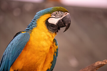 Adult Blue-and-yellow Macaw