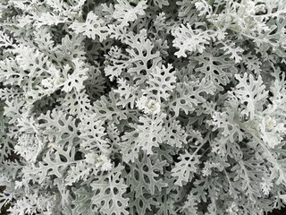 Openwork elegant silver cineraria in macro. Jacobian seaside, ashy godson or cineraria seaside. Aster family. The texture is unusual carved leaves painted in an interesting silver color.