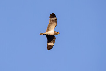 Animal Nacunda Nighthawk in fly
