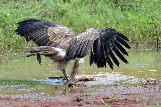 Changeable hawk-eagle (Nisaetus cirrhatus) catching a small monitor lizard, Indonesia