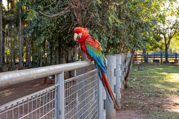 Adult Red and green Macaw