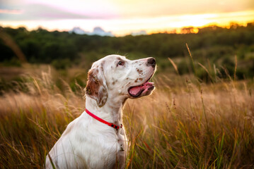 Portrait of a young beautiful dog of the English Setter breed in the rays of the evening sun against the background of a meadow and the evening sky. Hunting dogs.