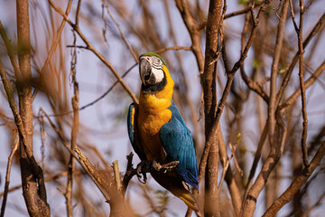 Adult Blue-and-yellow Macaw