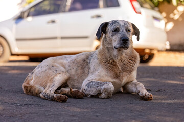 big white mixed breed dog