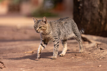 gray feline mammal animal walking on a sidewalk