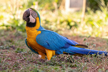 Adult Blue-and-yellow Macaw