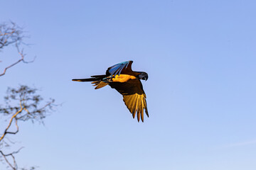 Adult Blue-and-yellow Macaw