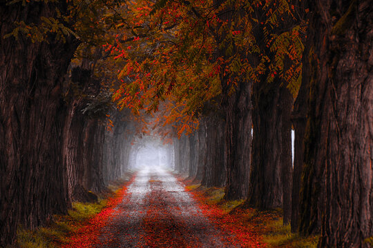 Straight treelined road in autumn, Alessandria, Piedmont, Italy