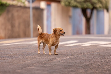 animal mammal canine stray dog walking