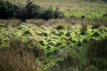Farming landscape on a farm in spring time in Australia 