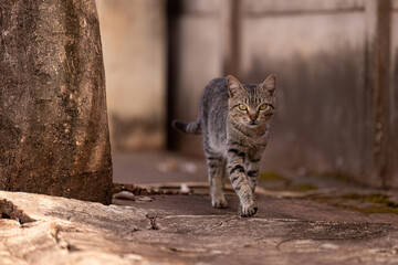 gray feline mammal animal walking on a sidewalk