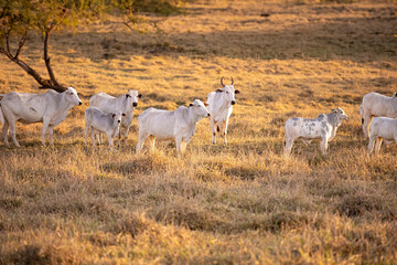 nelore cattle on dry pasture