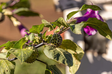 Metel Devil Trumpet Fruit Plant