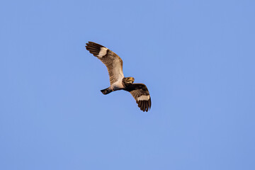 Animal Nacunda Nighthawk in fly