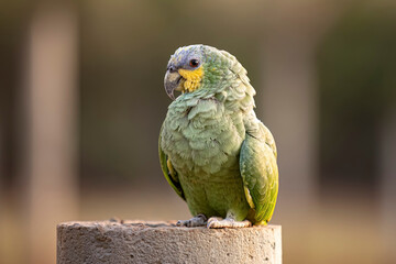 Adult Orange-winged Parrot