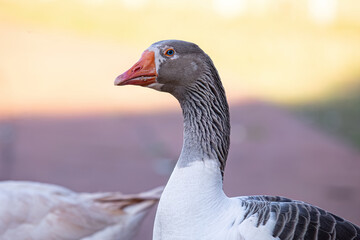 Animal Farm Greylag Goose - obrazy, fototapety, plakaty