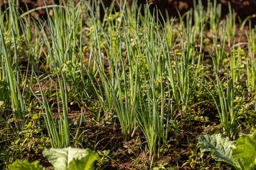 Welsh Onion Plant