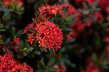 Red Jungle Flame Plant Flower